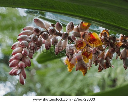 Shell flower or Shell ginger, inflorescence in the form of a spike with colorful funnel-shaped blossoms, close up. Alpinia Zerumbet is perennial flowering plant in the ginger family, Zingiberaceae.