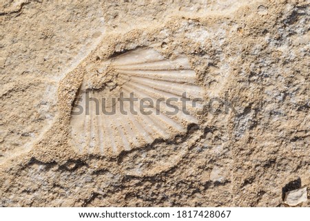 Shell fossil embedded in rock. On the beach of Rodalquilar, Cabo de Gata. Spain.
