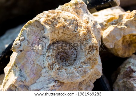 The shell of the fossil nautiloidea is the lower section of the Carboniferous period. Search for fossils in a limestone quarry. Kaluzhskiy region, Russia