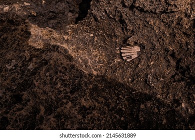 Shell Fossil In The Rock