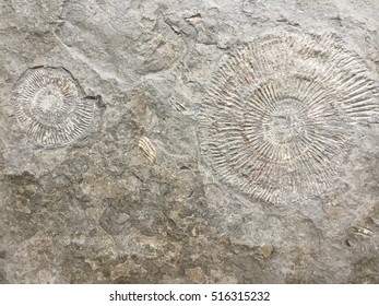 Shell Fossil  In Stone Background