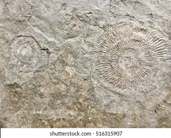 Shell Fossil  In Stone Background