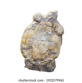 The Shell Of The Fossilized Freshwater Turtle Mongolemys (Latin: Mongolemys Elegans) Is Gray On A White Background. Paleontology Late Cretaceous Fossils.