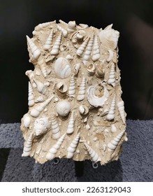 shell fossils in plaster cast. High quality photo - Shutterstock ID 2263129043