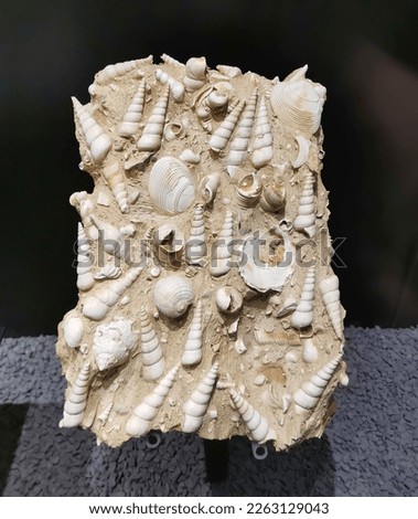 shell fossils in plaster cast. High quality photo