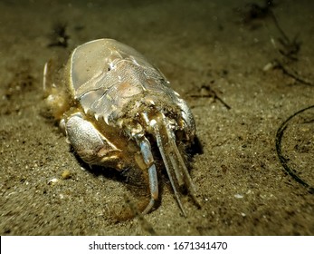 giant mole crab