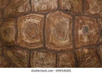 The shell of a giant turtle, close-up. Background texture and carapace pattern. Turtle shell texture details.