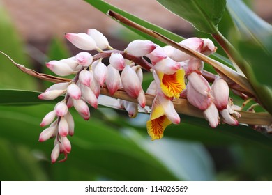 Shell Ginger Lily Images Stock Photos Vectors Shutterstock