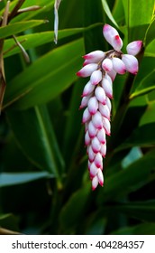 Shell Ginger Flower