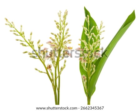 Shell Ginger Flower, Isolated on White Background.