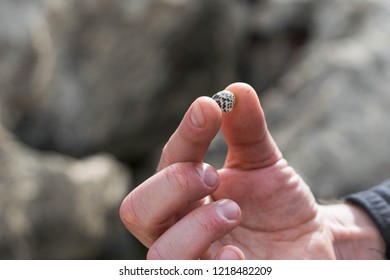 shell in hand