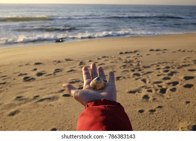 the shell in the hand