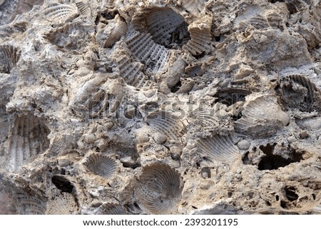 shell imprints in stone, fossil, natural texture
