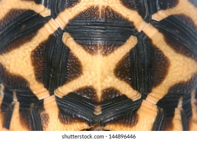 shell of Indian Starred Tortoise, Geochelone elegans, Tamil Nadu, South India
