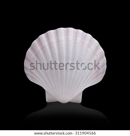 Shell  isolated on black background with clipping path.