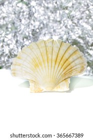 Shell Isolated On White And Star Filter Effect Background, Light, Sea Treasure, Nature, Art, Objects,