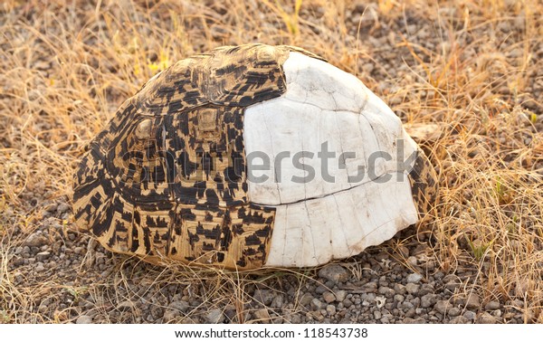 leopard tortoise pickguard