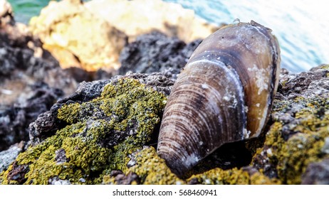 Shell Lovers