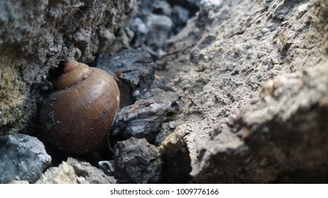 shell in nature