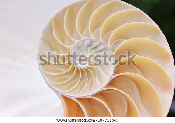 fibonacci sequence in seashells