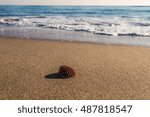 Shell on the beach