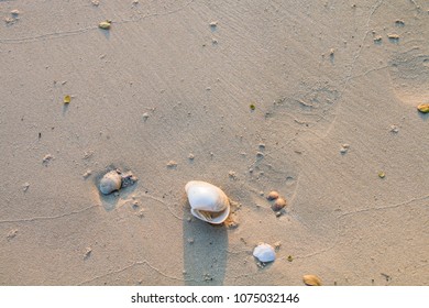 shell on beach