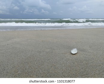 shell on the beach
