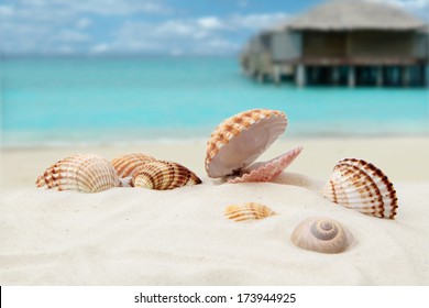 Shell On The Beach 