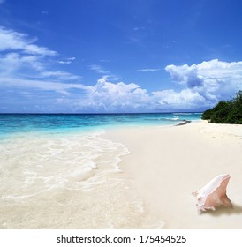 Shell on Beach