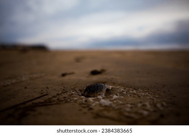 A shell on the beach