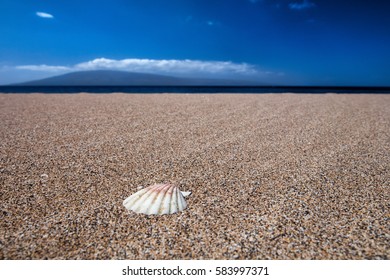 shell on beach