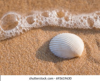 shell on the beach