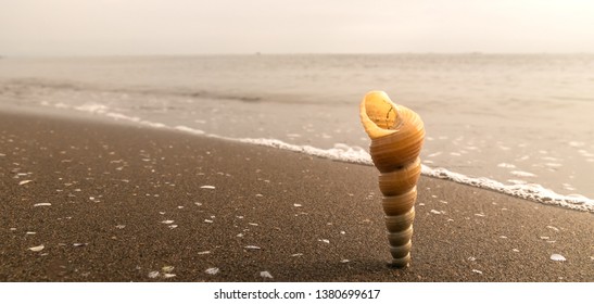 Shell On Beach, Background