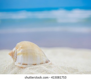 Shell on the beach - copy space