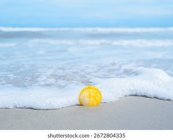 Shell on the beach with ocean waves