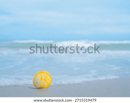 Shell on the beach with ocean waves