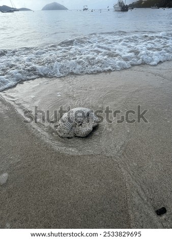 Similar – Zurück ins Wasser Strand