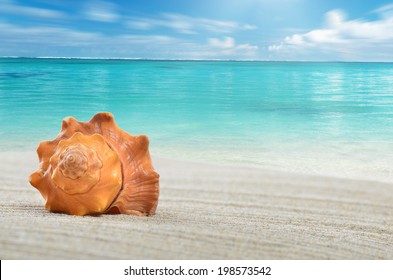 Shell On The Beach, Sea And Clouds