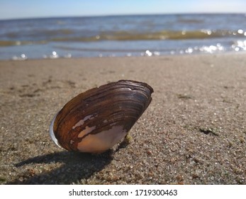 shell on the beach, seashell