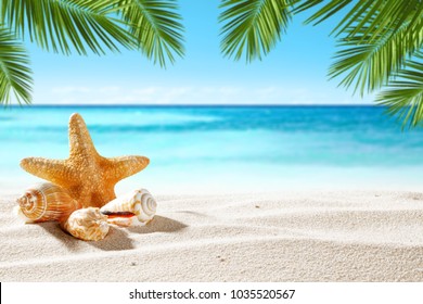 Shell On Beach And Summer Time 