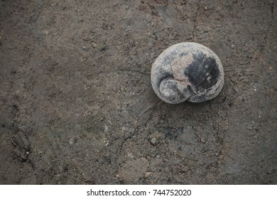 Shell on ground