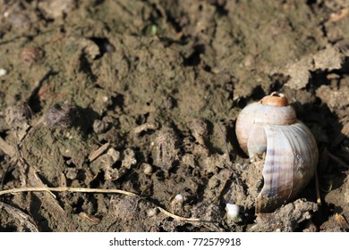 Shell on the ground