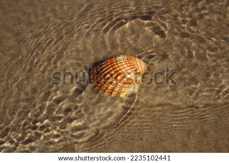 Similar – Strandspaziergang Farbfoto