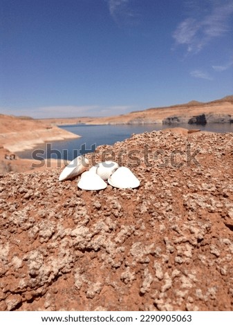 Shell on red dirt with lake Powell in the background with blue skies. 