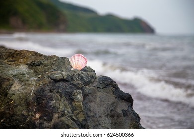 shell on the rock