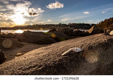 Shell on rock on empty lake coast