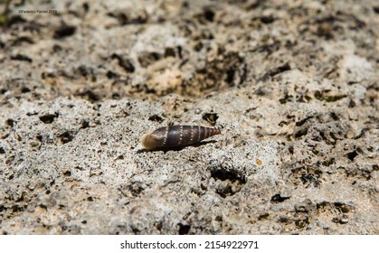 Shell On Rock Near Aniene River