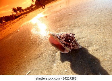 shell on sand