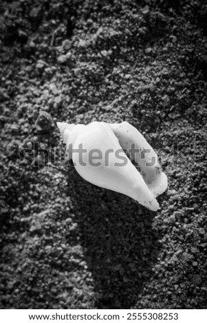 Shell on the sand in BlackWhite