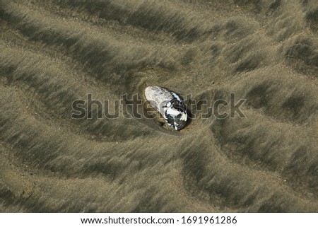 Shell on sandy beach at Riverton Rocks in Taramea Bay in Riverton,Southland on South Island of New Zealand
